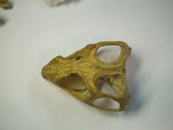 Media type: image;   Herpetology R-4702